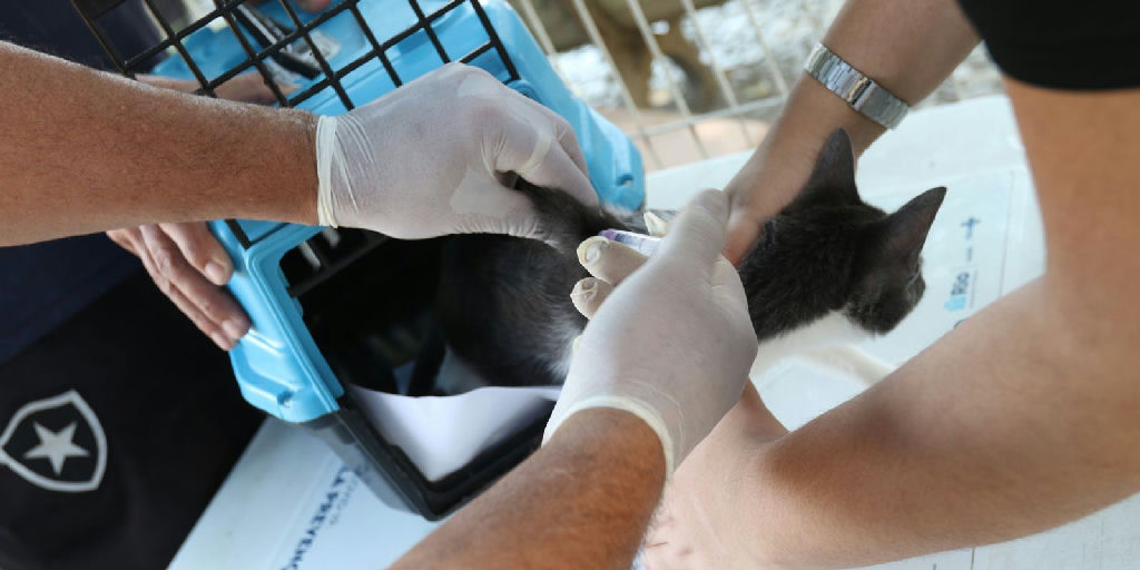 Cão infectado por raiva após contato com morcego acende alerta sanitário no Rio de Janeiro