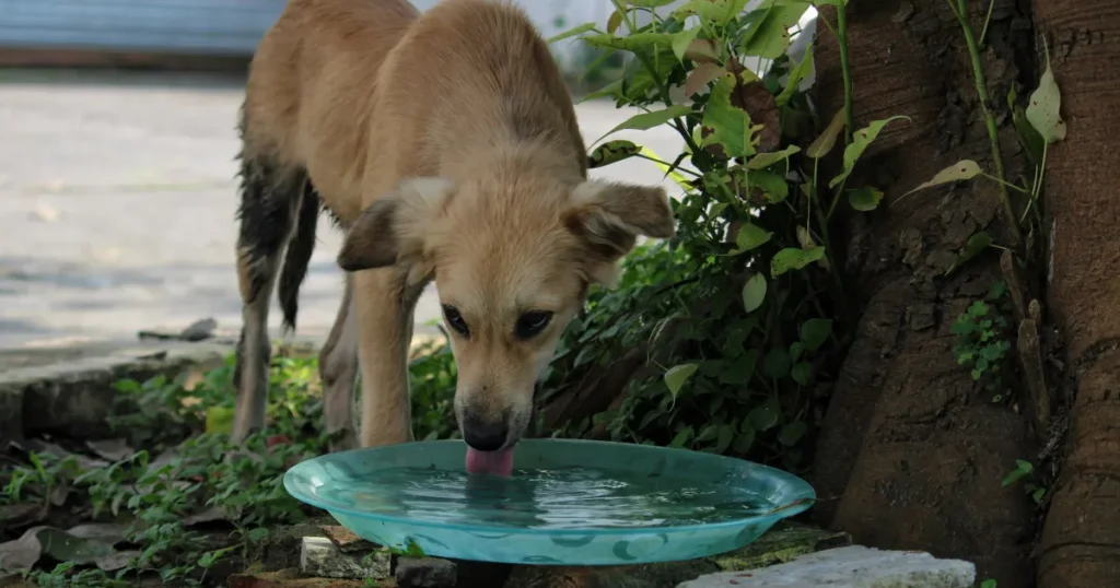Diabetes em cachorros: entenda os sinais clínicos e o manejo da doença