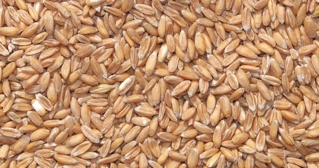 Farinha de espelta: conheça as propriedades deste grão ancestral na dieta