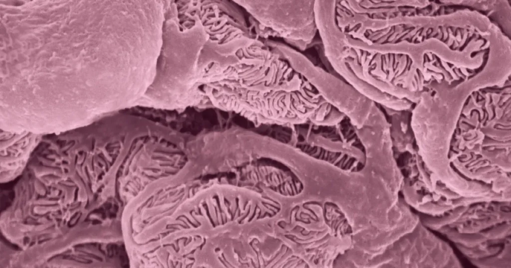 Glomérulo renal: a estrutura microscópica que protege a sua saúde
