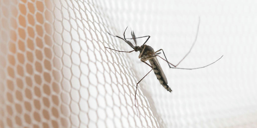 Noroeste paulista lidera incidência de dengue no estado em 2026