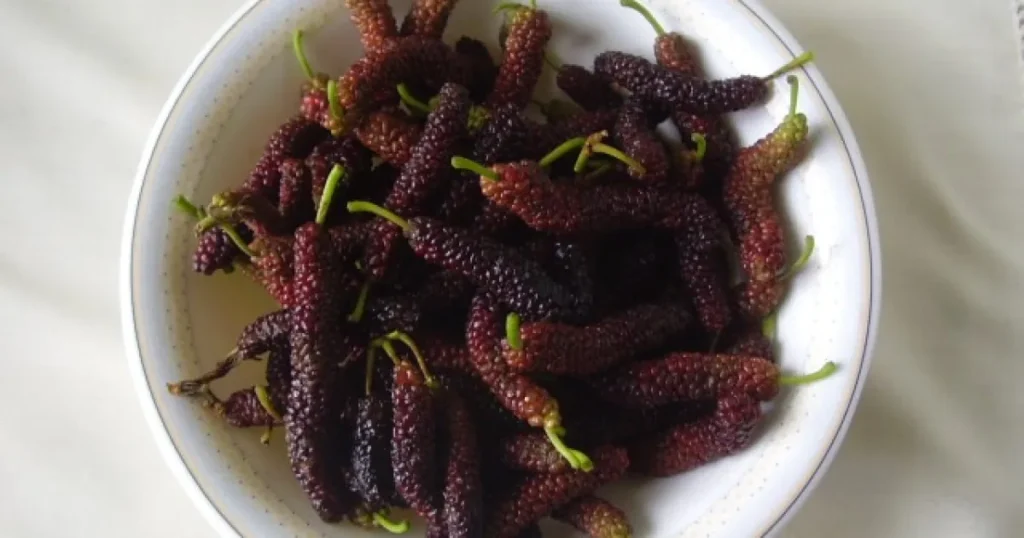 Amora-do-paquistão: conheça as propriedades da versão gigante da fruta