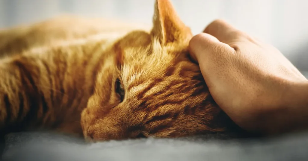 Como identificar febre em gatos e quando buscar ajuda veterinária