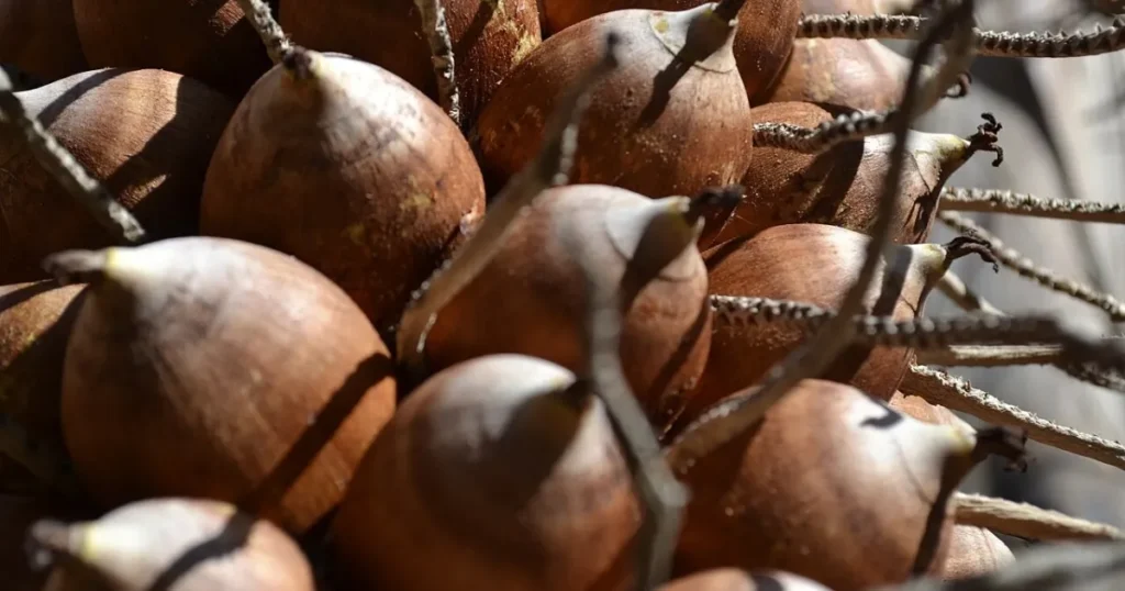 Farinha de babaçu: conheça os benefícios e como incluir o ingrediente na sua dieta