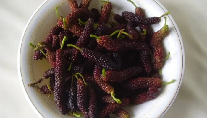 Amora-do-paquistão: conheça as propriedades da versão gigante da fruta