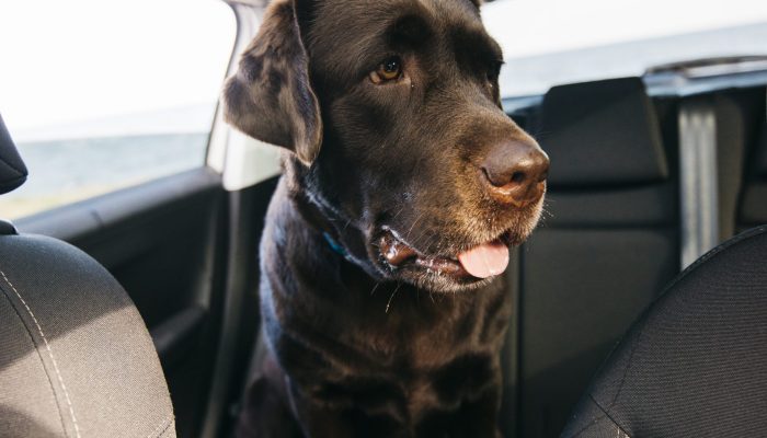 cachorro-preto-grande-no-carro