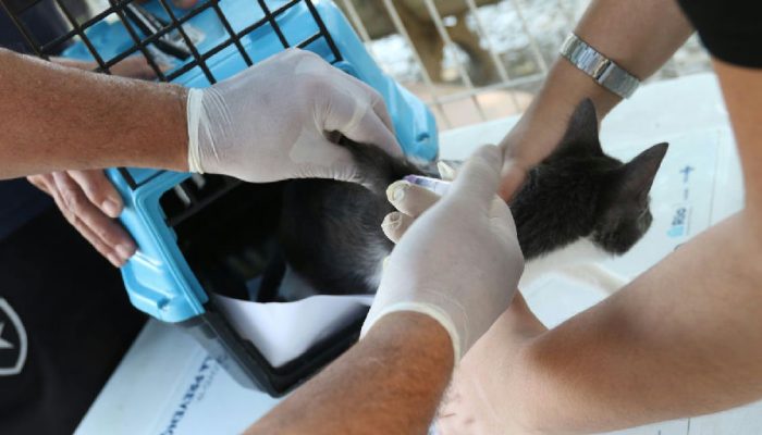 Cão infectado por raiva após contato com morcego acende alerta sanitário no Rio de Janeiro