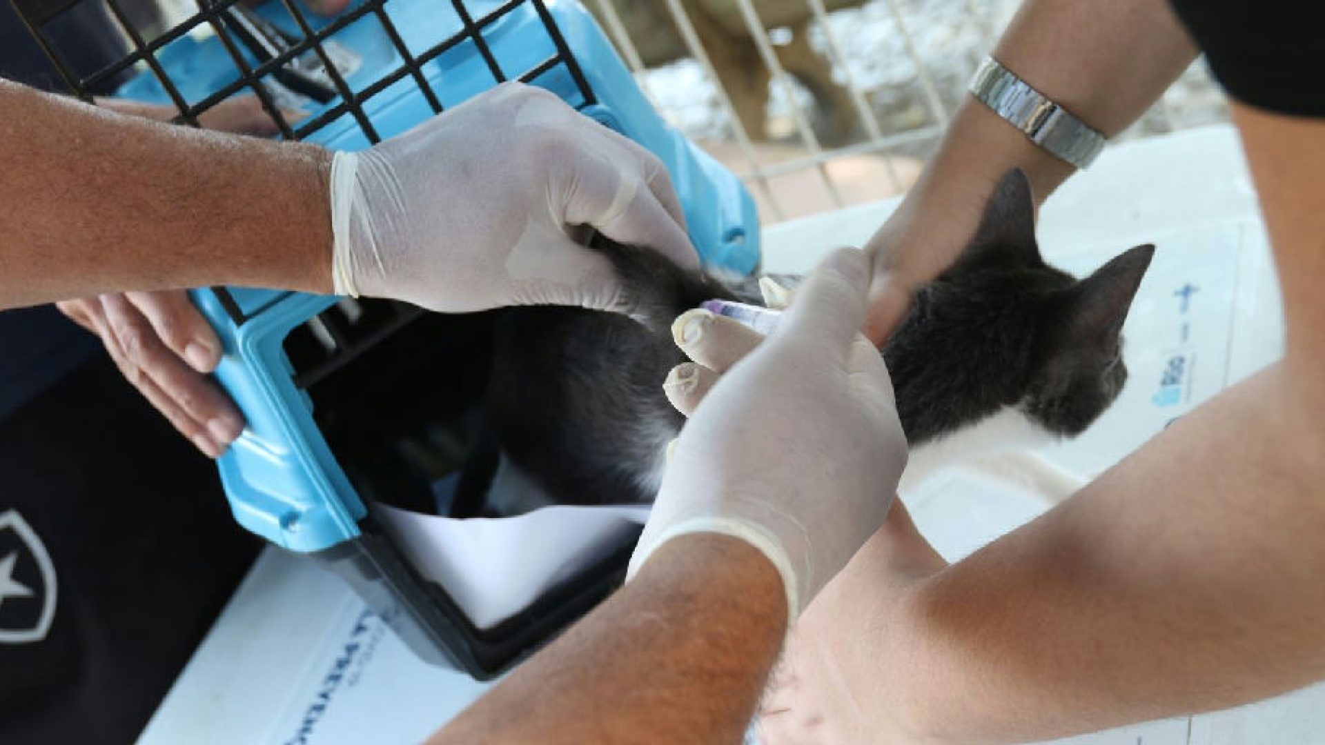Cão infectado por raiva após contato com morcego acende alerta sanitário no Rio de Janeiro