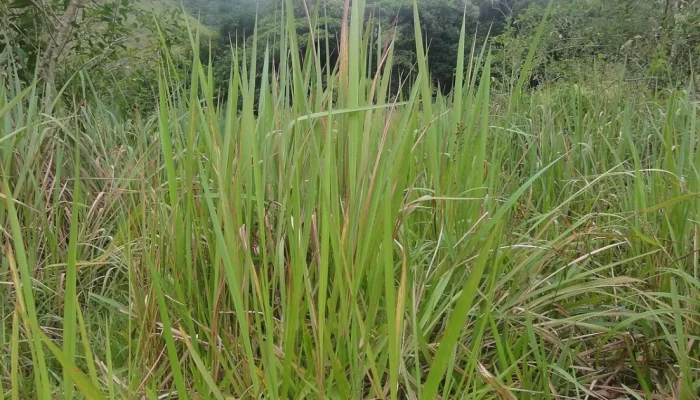Chá de raiz de sapé: o que a ciência revela sobre os riscos e a falta de eficácia