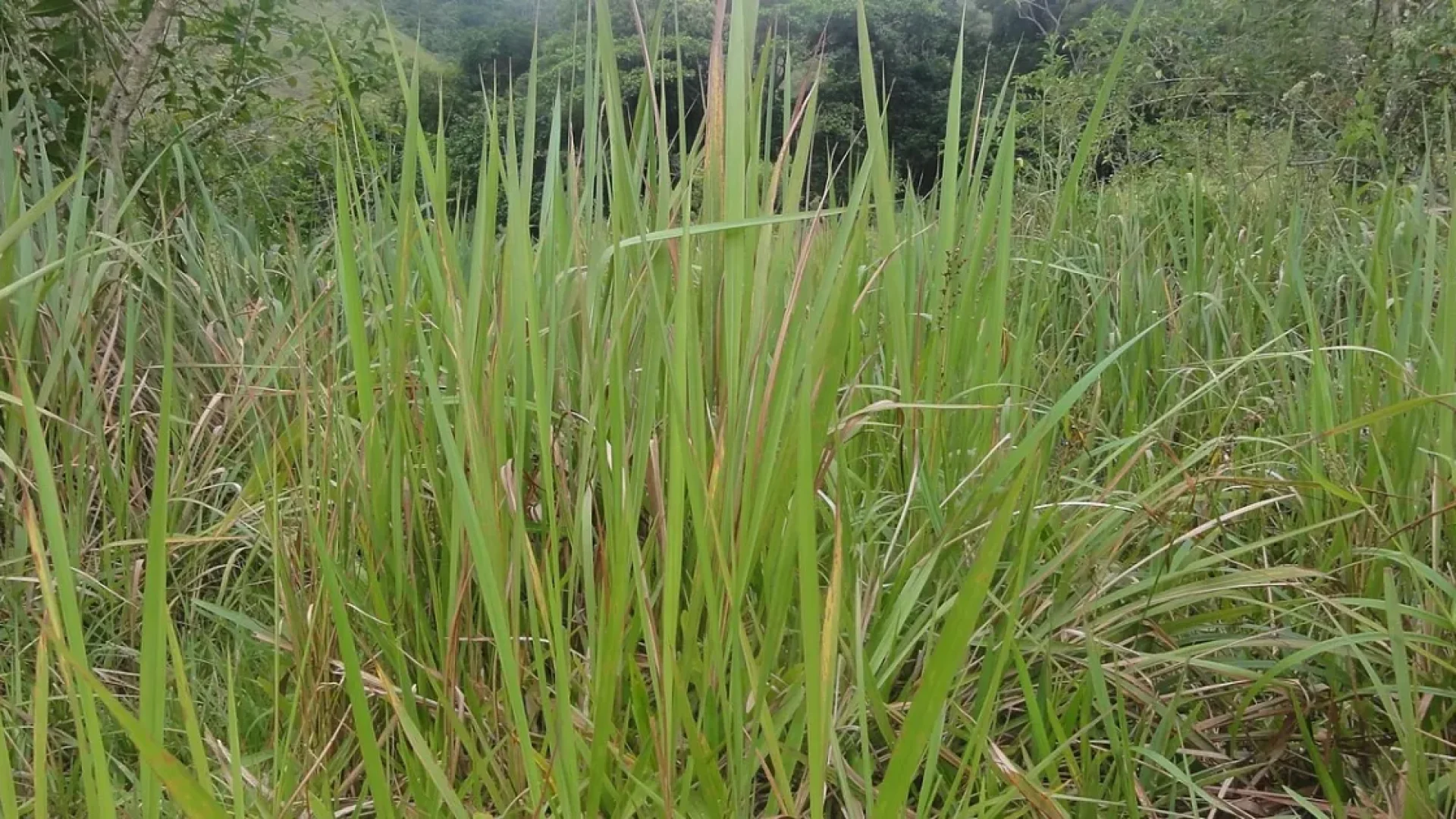 Chá de raiz de sapé: o que a ciência revela sobre os riscos e a falta de eficácia