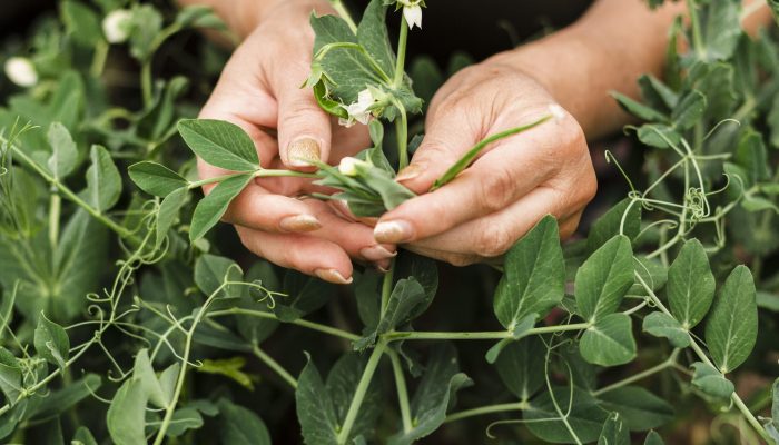 close-up-woman-caring-flowers