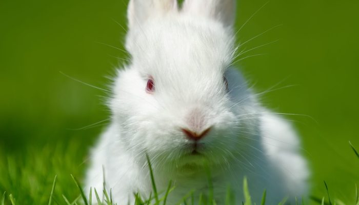 Funny  little white rabbit on spring green grass. Farm concept
