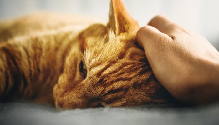 Como identificar febre em gatos e quando buscar ajuda veterinária