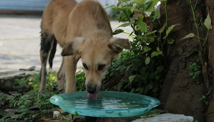 Diabetes em cachorros: entenda os sinais clínicos e o manejo da doença
