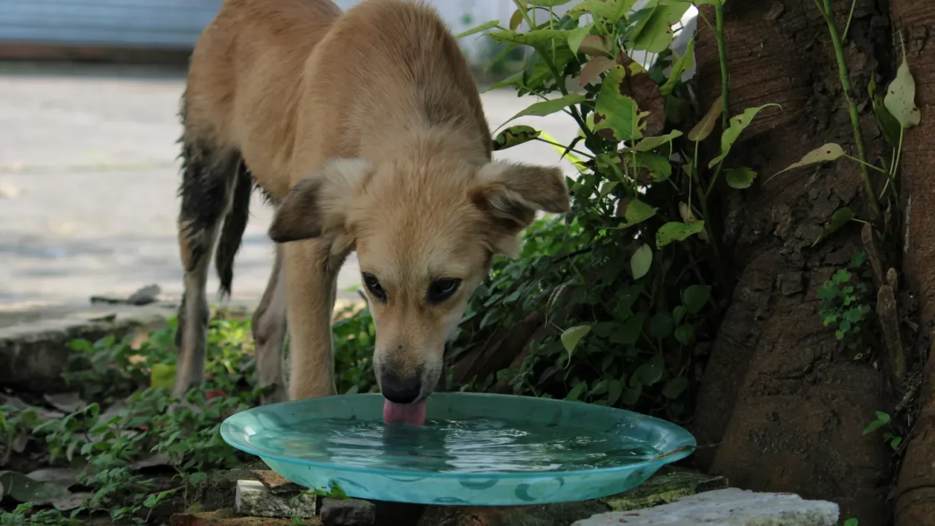 Diabetes em cachorros: entenda os sinais clínicos e o manejo da doença