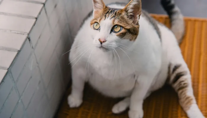 Exame de humanos passa a ser testado para combater obesidade em cães e gatos