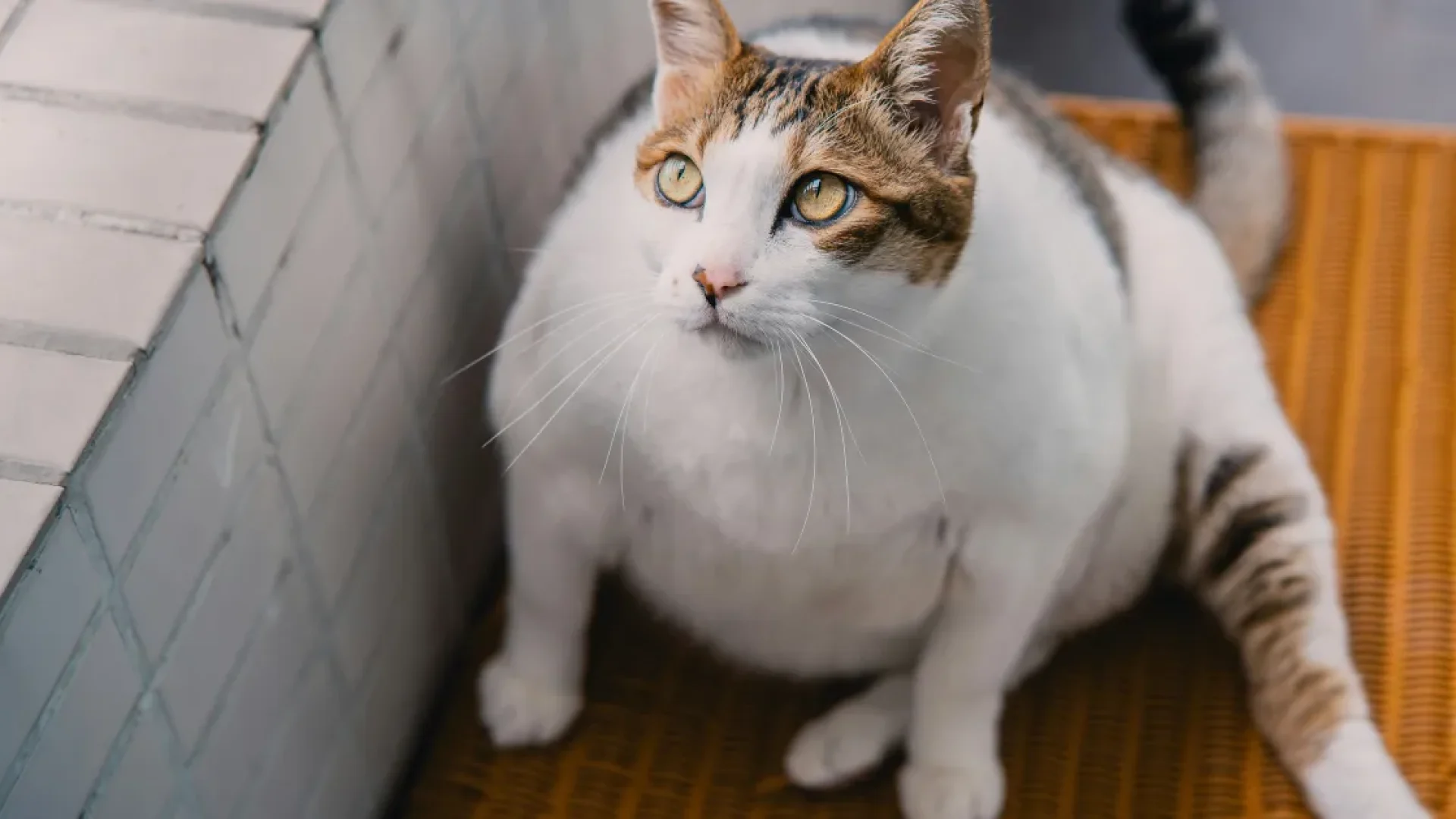 Exame de humanos passa a ser testado para combater obesidade em cães e gatos