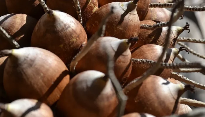Farinha de babaçu: conheça os benefícios e como incluir o ingrediente na sua dieta
