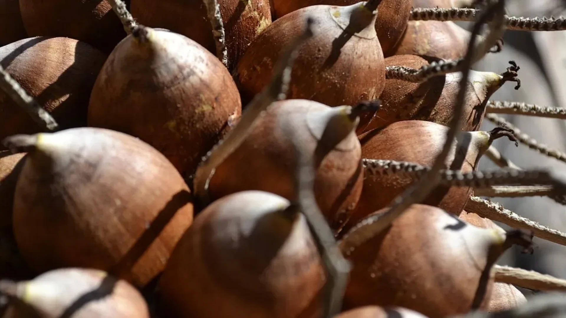 Farinha de babaçu: conheça os benefícios e como incluir o ingrediente na sua dieta