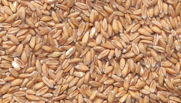 Farinha de espelta: conheça as propriedades deste grão ancestral na dieta