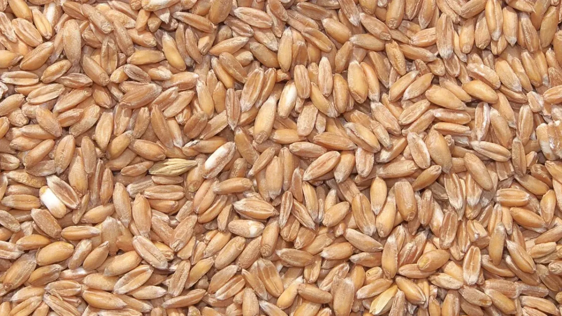 Farinha de espelta: conheça as propriedades deste grão ancestral na dieta