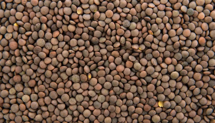 Farinha de lentilha: versatilidade nutricional e usos na culinária sem glúten