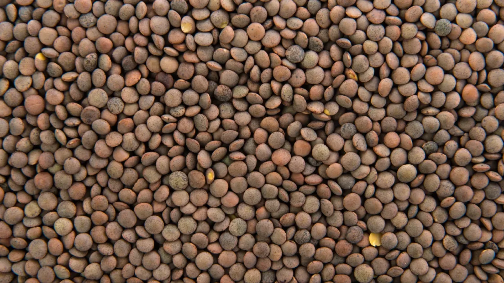 Farinha de lentilha: versatilidade nutricional e usos na culinária sem glúten