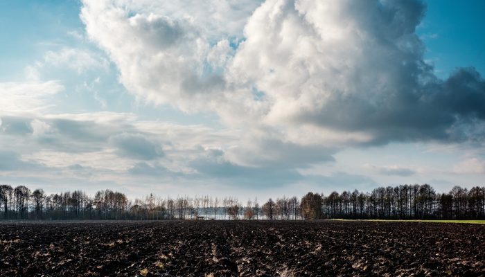 A picture of a field just next to my house.