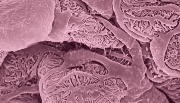 Glomérulo renal: a estrutura microscópica que protege a sua saúde