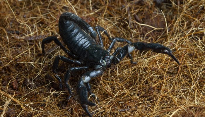 Foto/ Reprodução: Internet