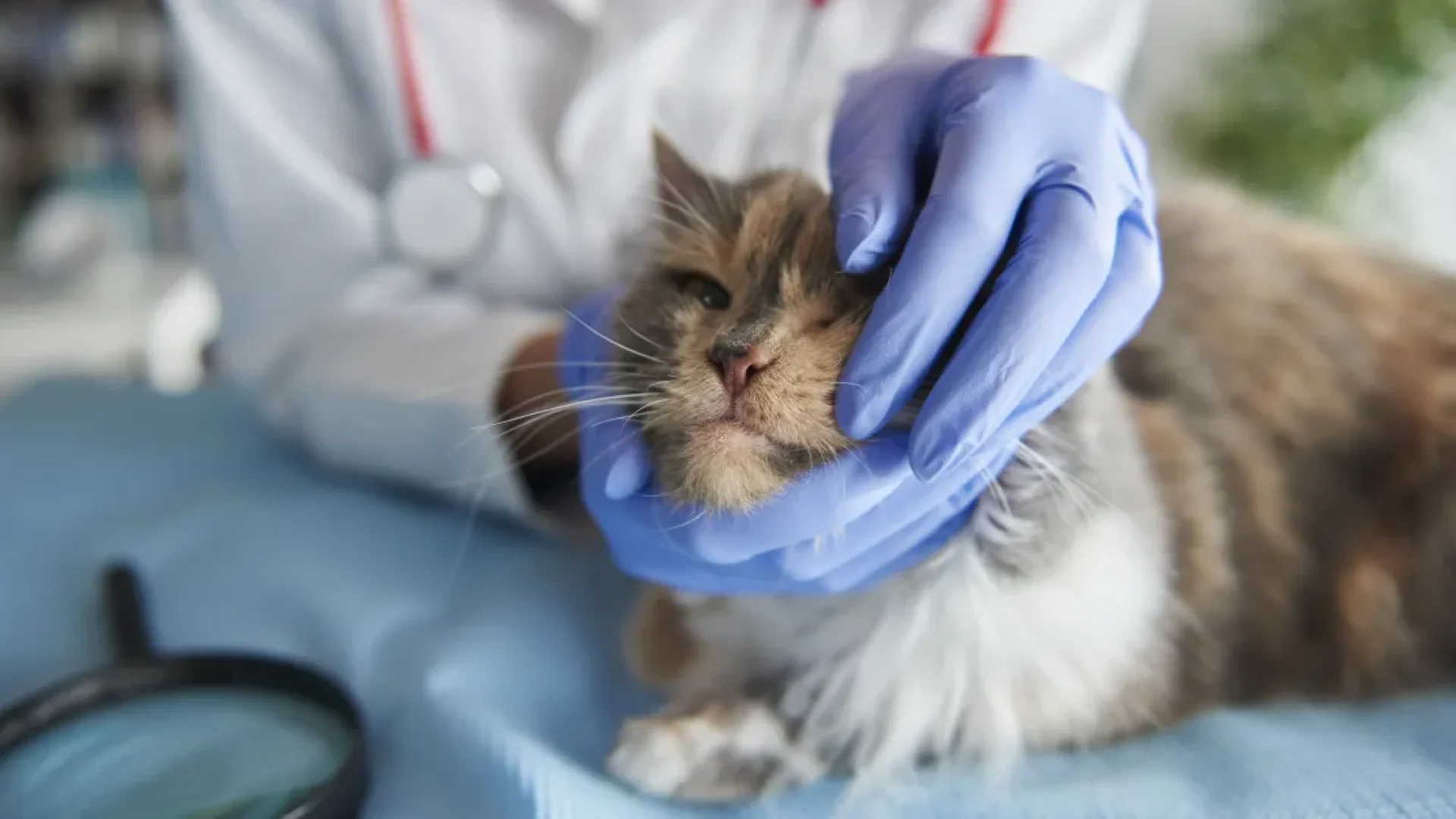 Guia prático para administrar medicamentos em gatos com segurança e menos estresse