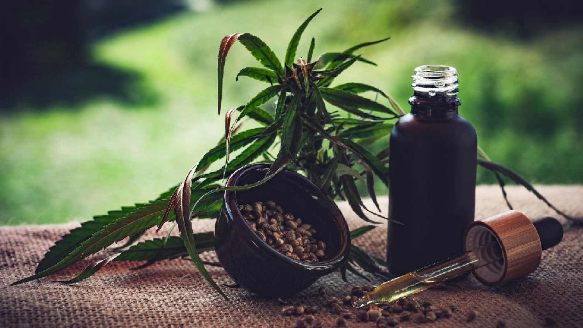 Incertezas regulatórias travam avanço de associações de cannabis medicinal no Brasil