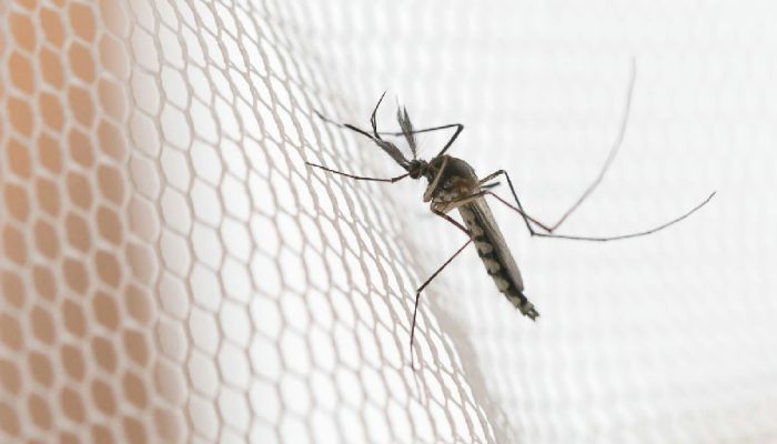 Noroeste paulista lidera incidência de dengue no estado em 2026