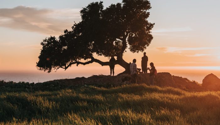 The people near the tree on the shore during the sunset