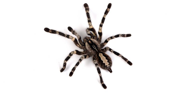 Foto/ Reprodução: Internet