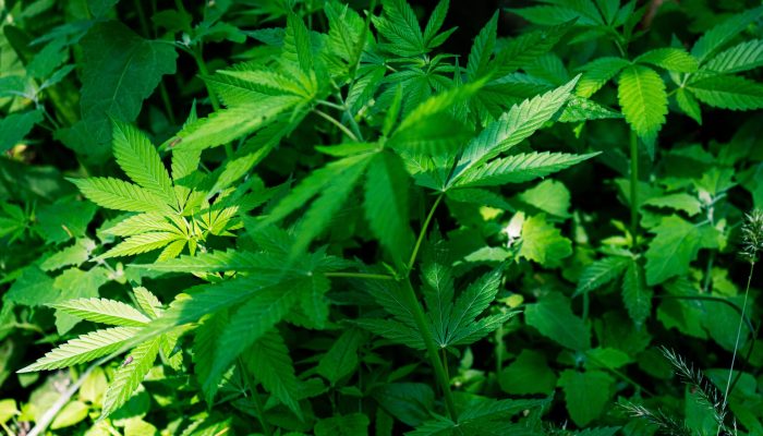 The branches of marijuana in the wild forest | Cannabis