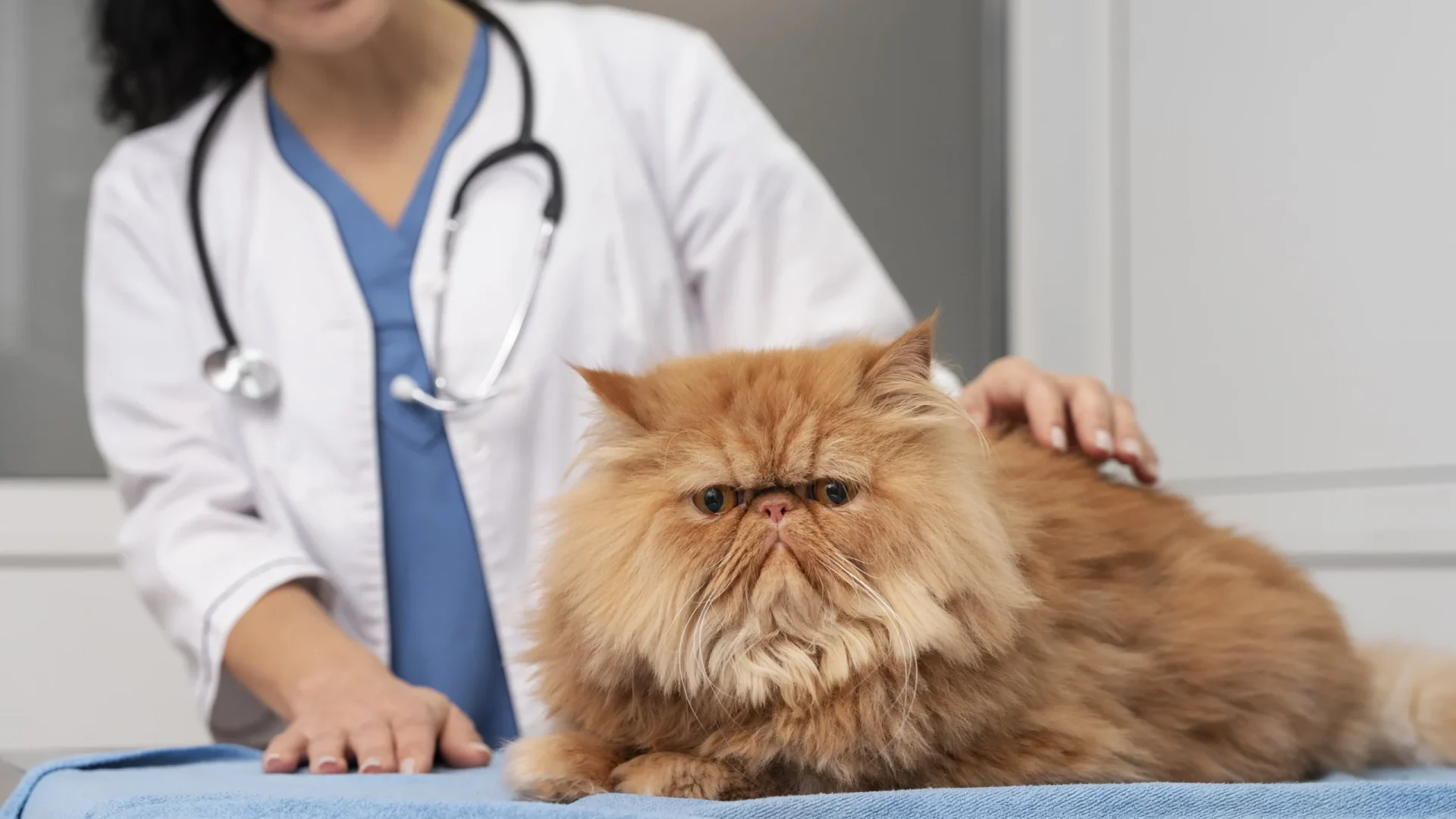 Sintomas, exames e prevenção do câncer de mama em cães e gatos