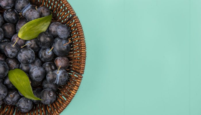 top view of the small bluish-black fruit sloes on a bucket with leaves on a blue background with copy space